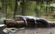 POM ECON ALLIGATOR