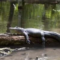 POM ECON ALLIGATOR